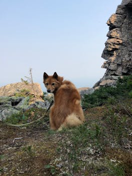 Dog photo: Agility Training for Dogs