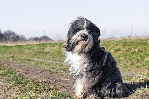 Dog photo: Antifreeze Ethylene Glycol Toxicity