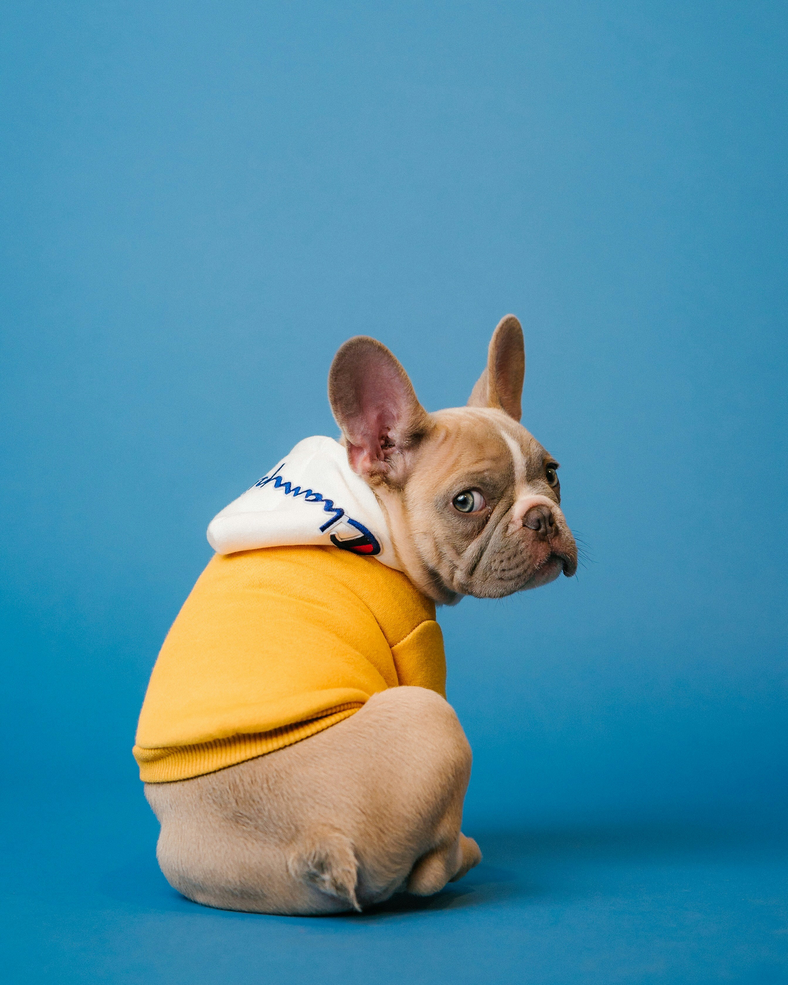 Dog photo: Anxiety Signs That Mimic Illness