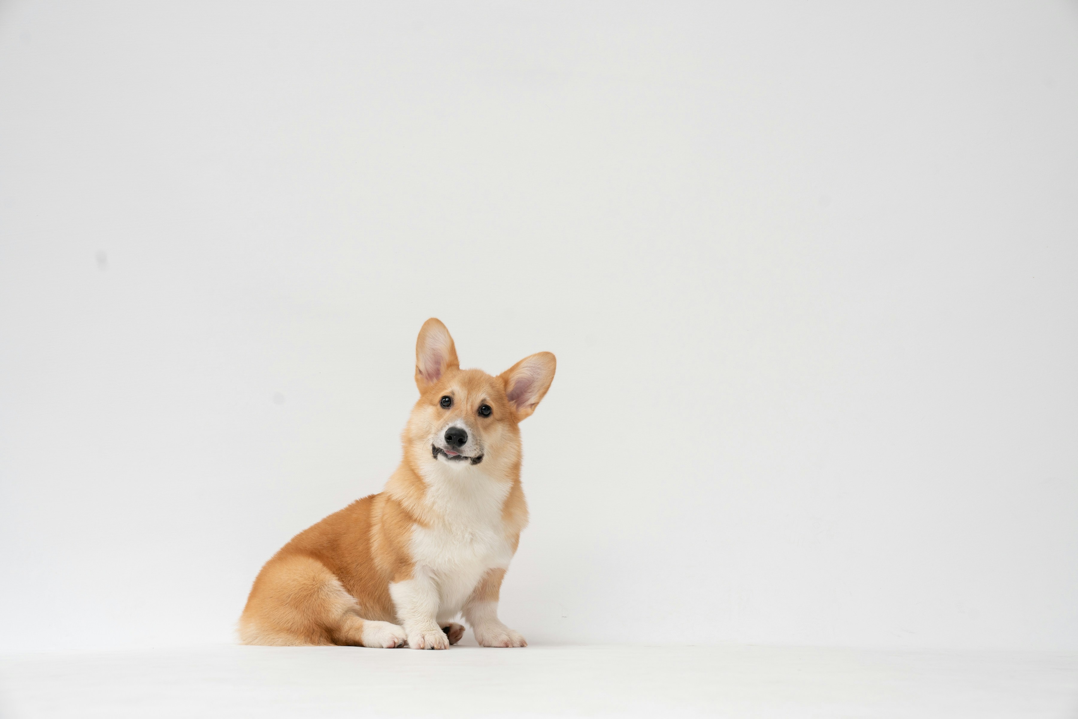 Dog photo: Anxiety Signs That Mimic Illness