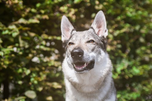 Dog photo: Apples for Dogs: Core, Seeds, and Safe Portions