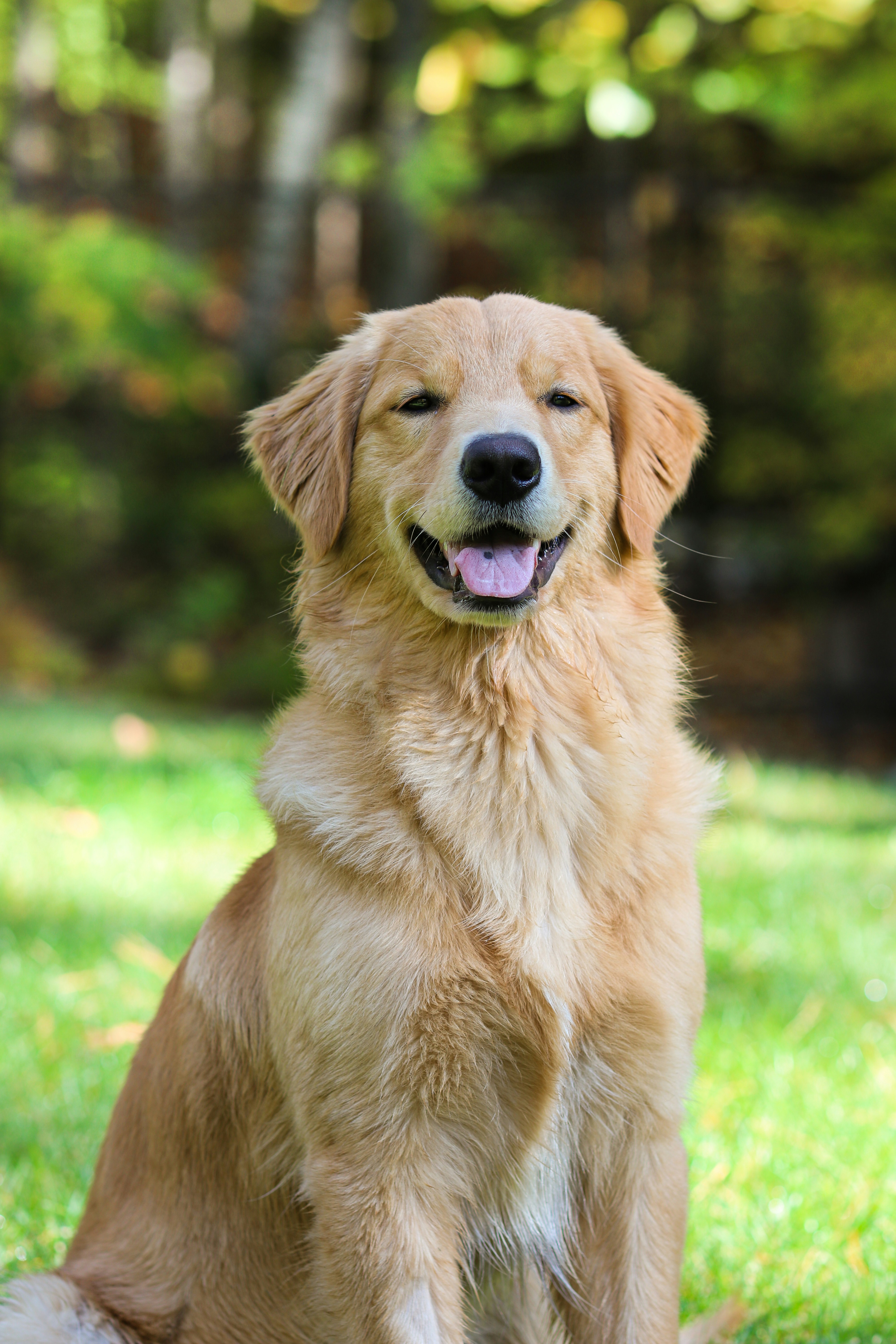 Dog photo: Arthritis Management at Home