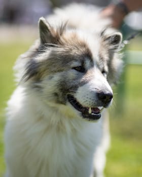 Dog photo: Skin Allergies in Dogs