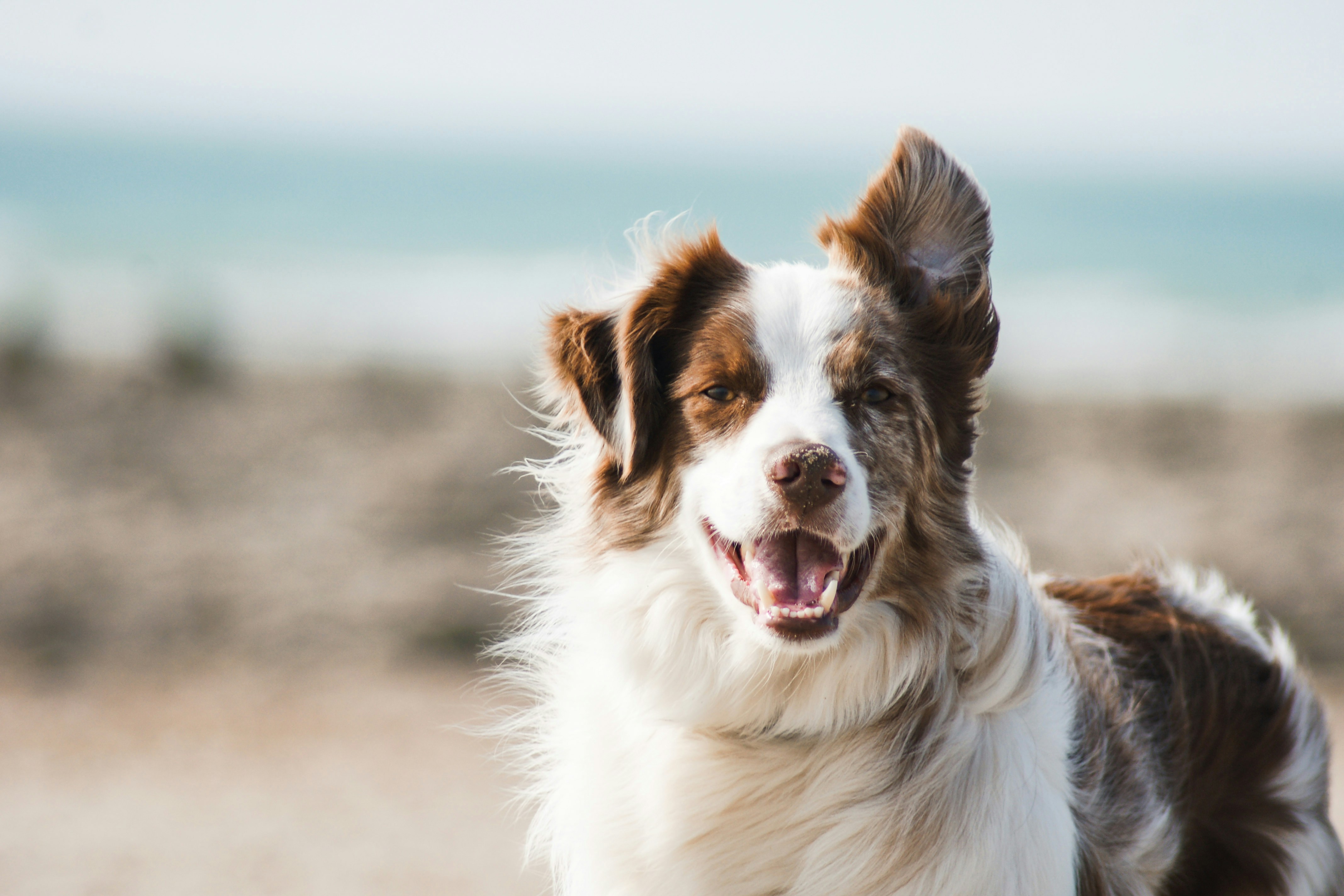 Dog photo: Automatic Ball Launchers: Worth It?