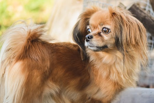 Dog photo: Back-Chaining Technique