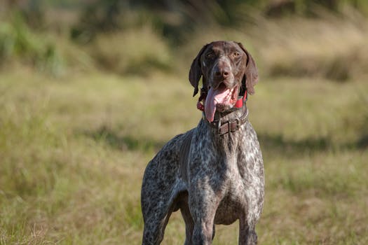 Dog photo: Back Up Command Training