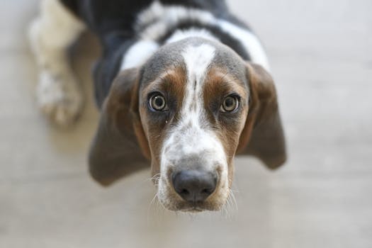 Dog photo: Basset Hound - Complete Breed Guide