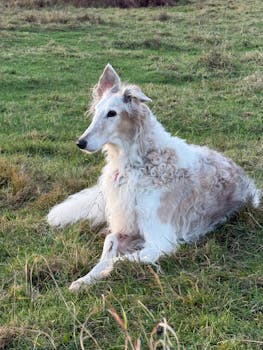 Dog photo: Borzoi - Complete Breed Guide