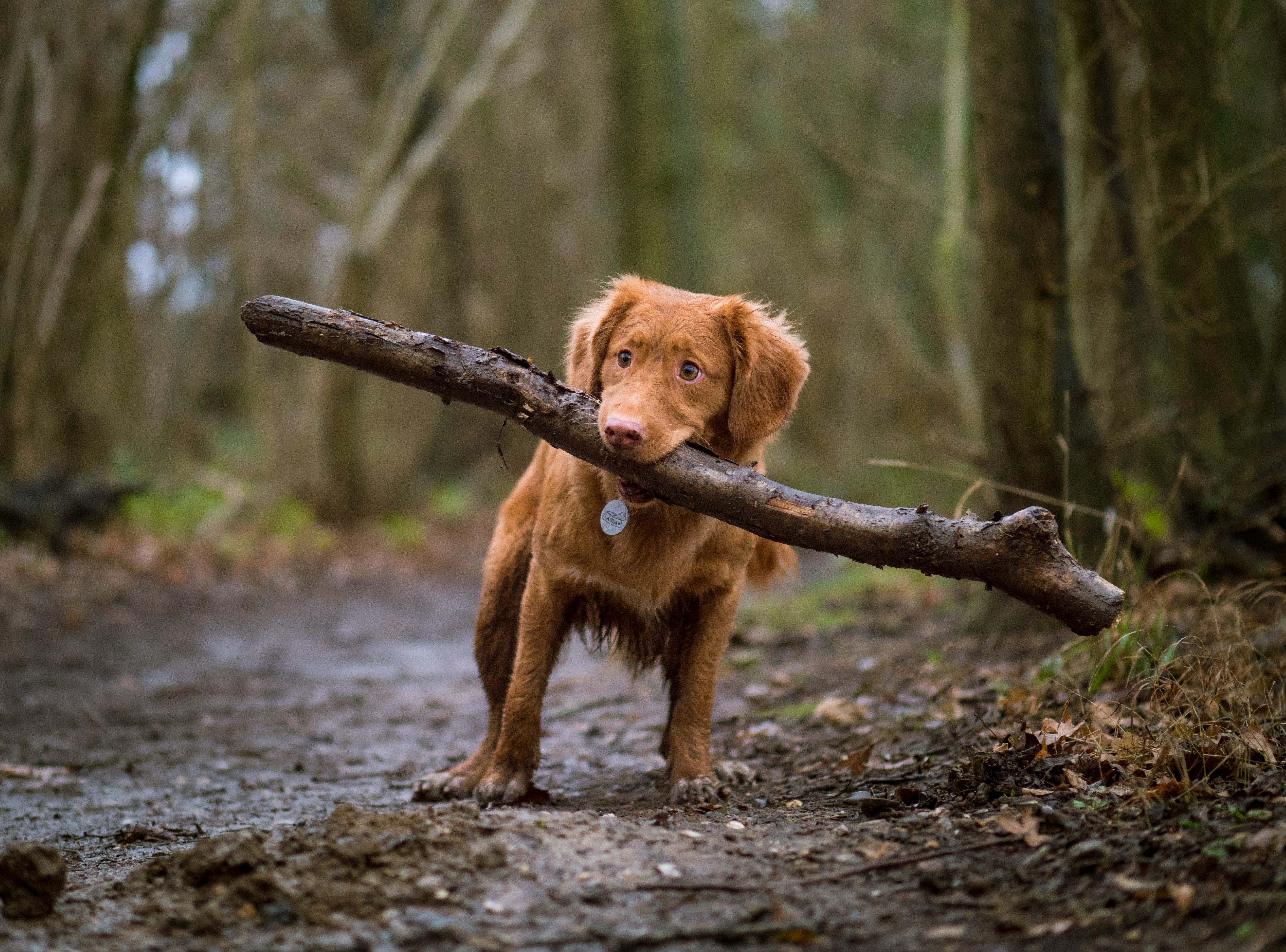 Dog photo: Brachycephalic Breeds and Heat Risk