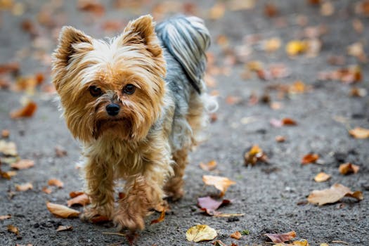 Dog photo: Breeder Questions Before Buying