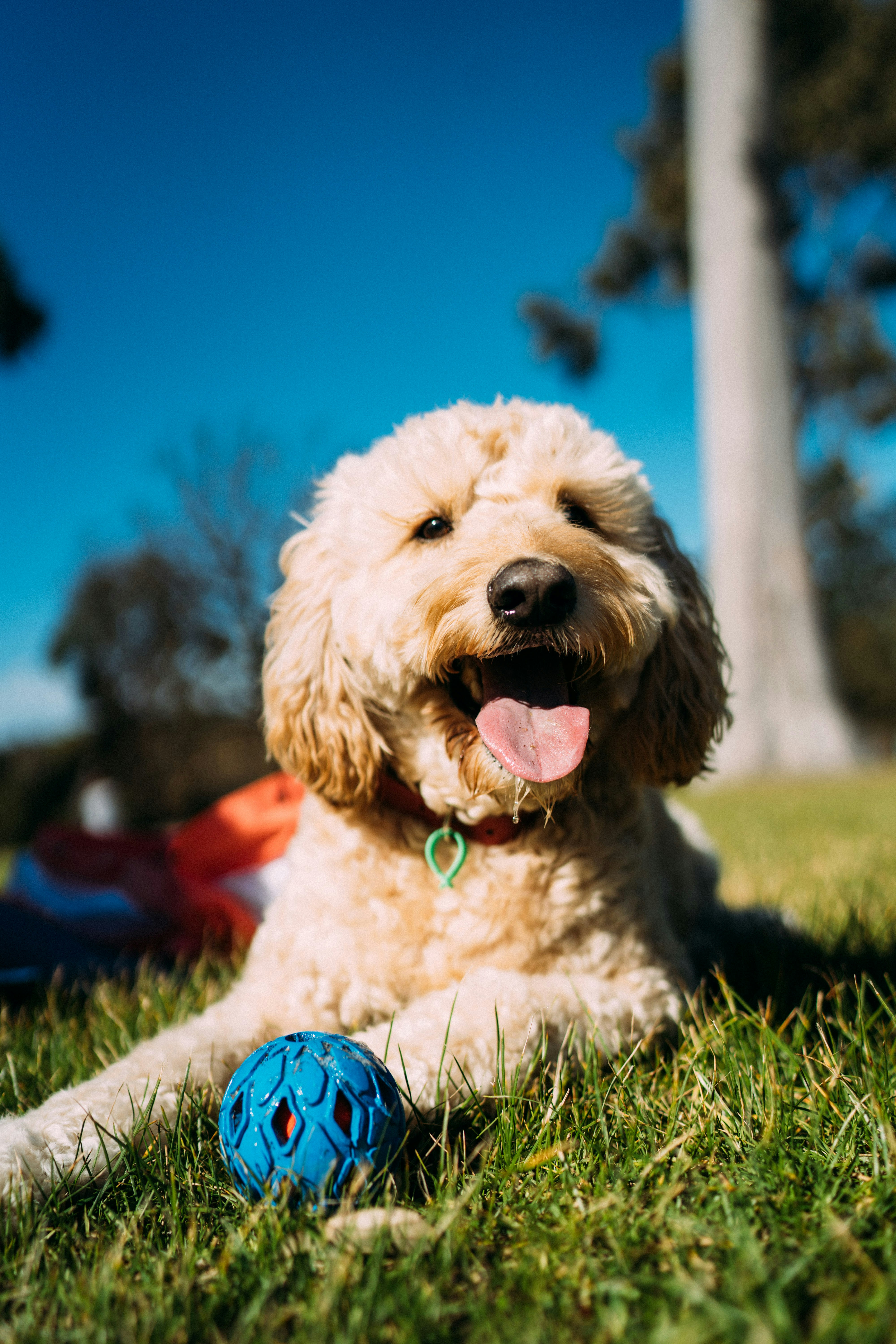 Dog photo: Building a Solid Stay with Distractions