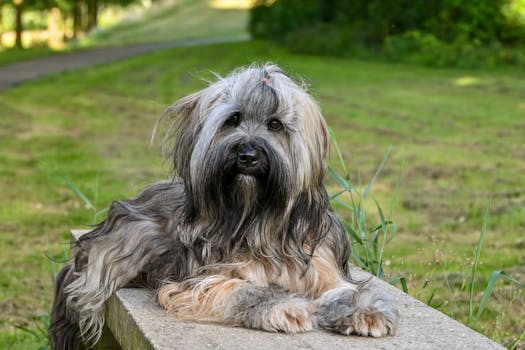 Dog photo: By-Products in Dog Food: What They Actually Are