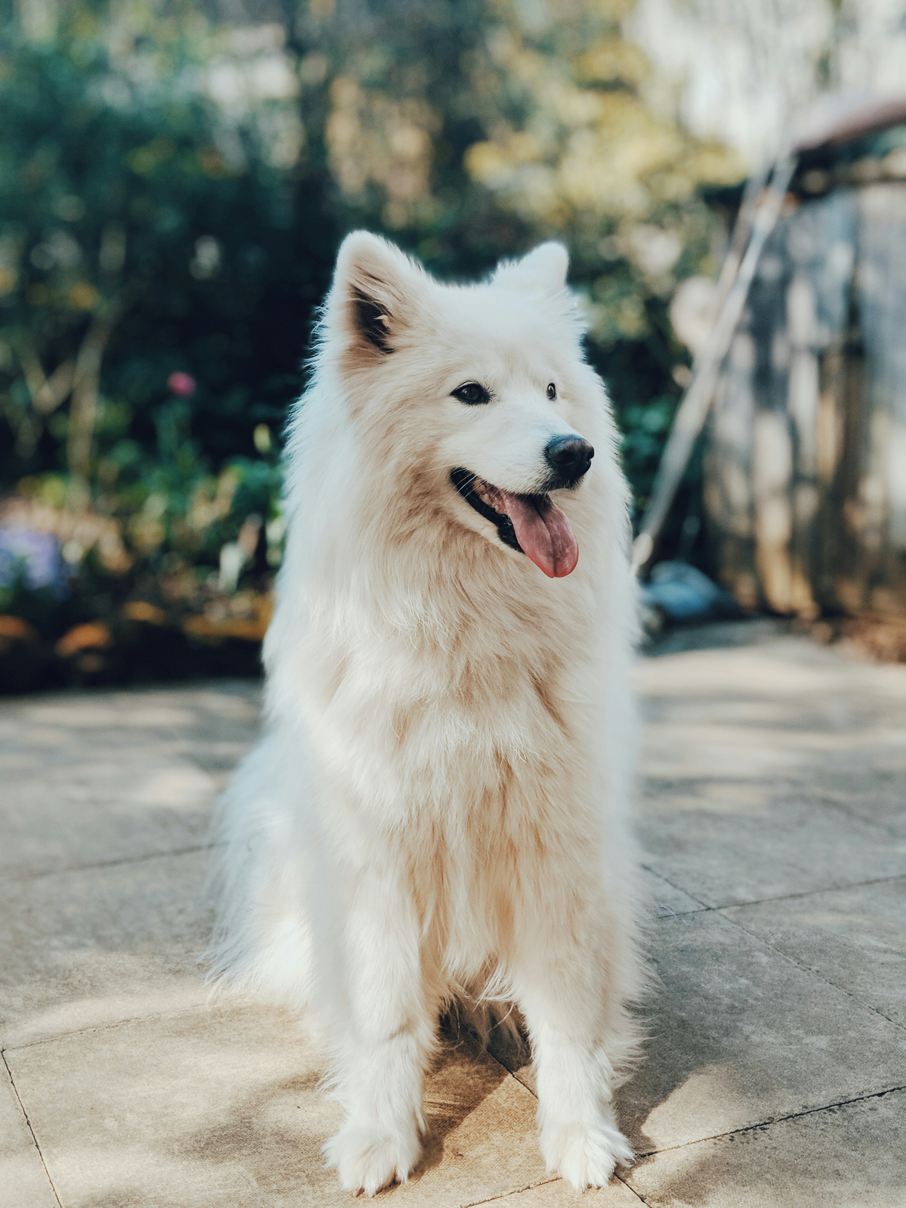 Dog photo: Calculating Daily Calories for Weight Goals