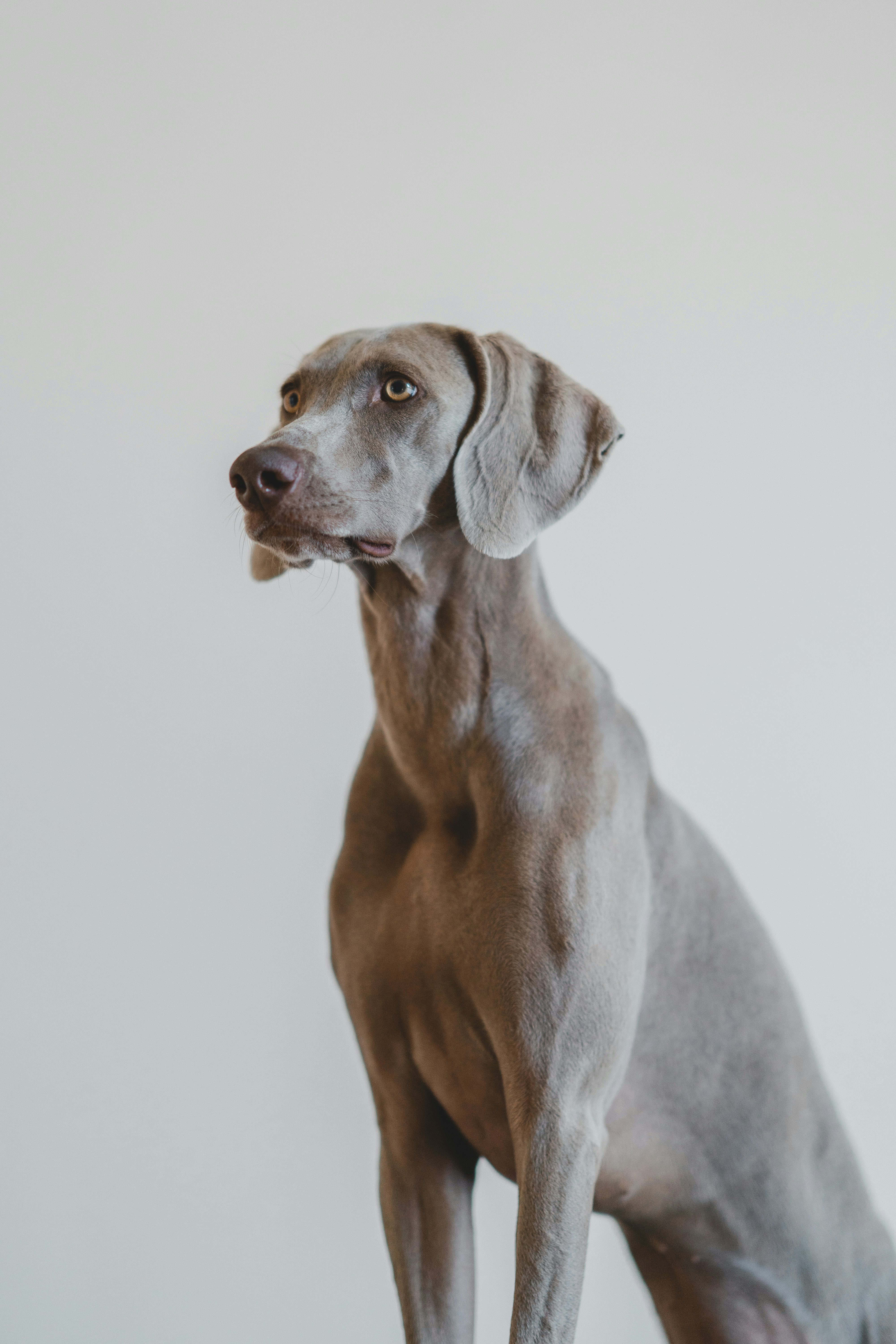 Dog photo: Calming Aids: Pheromones and Wraps