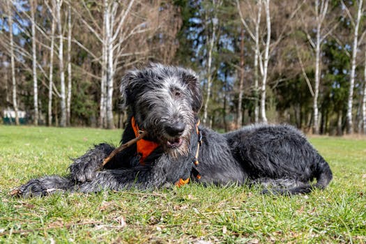Dog photo: Chocolate Toxicity in Dogs