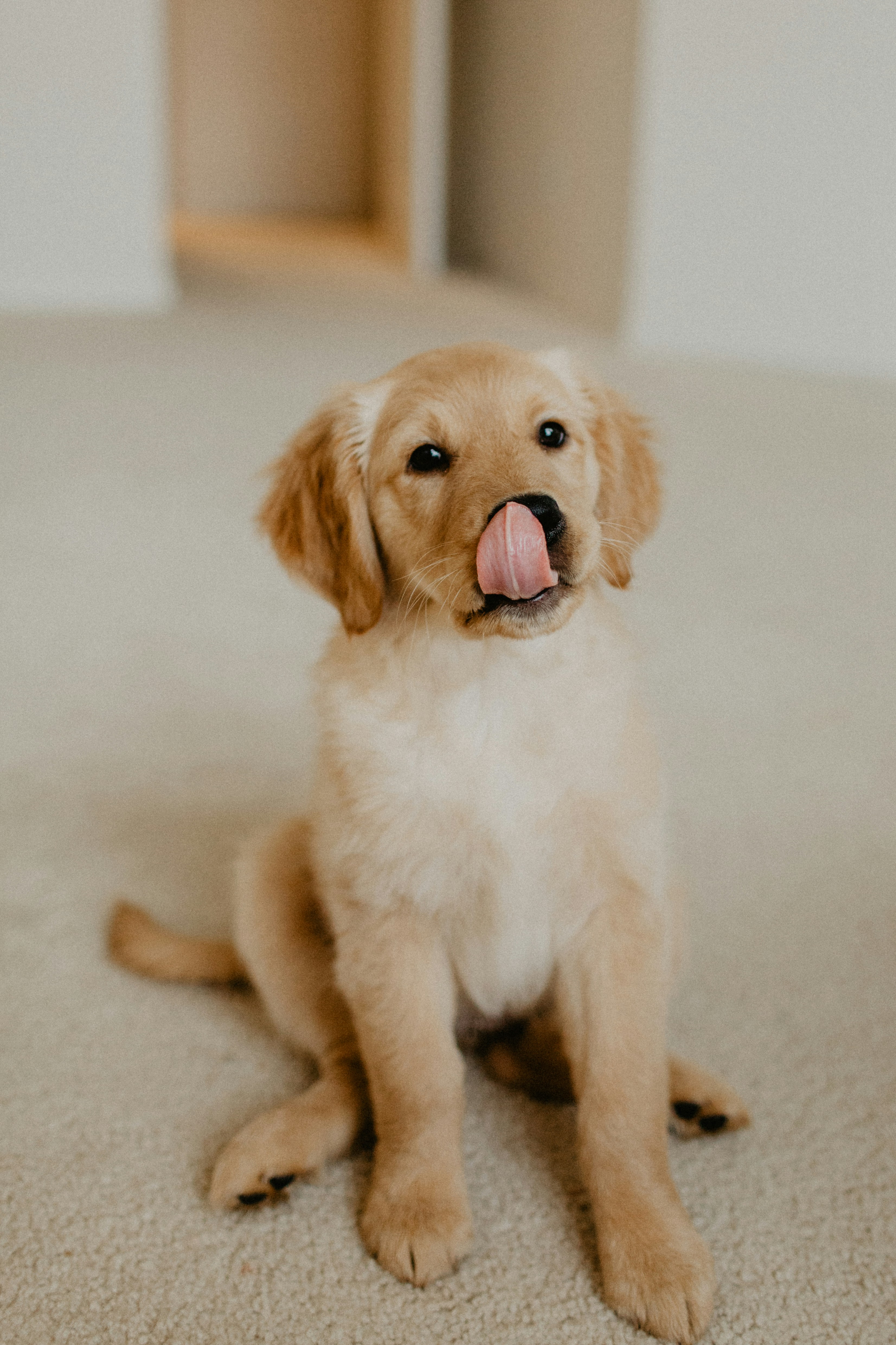Dog photo: Cold Weather Breeds in Warm Climates