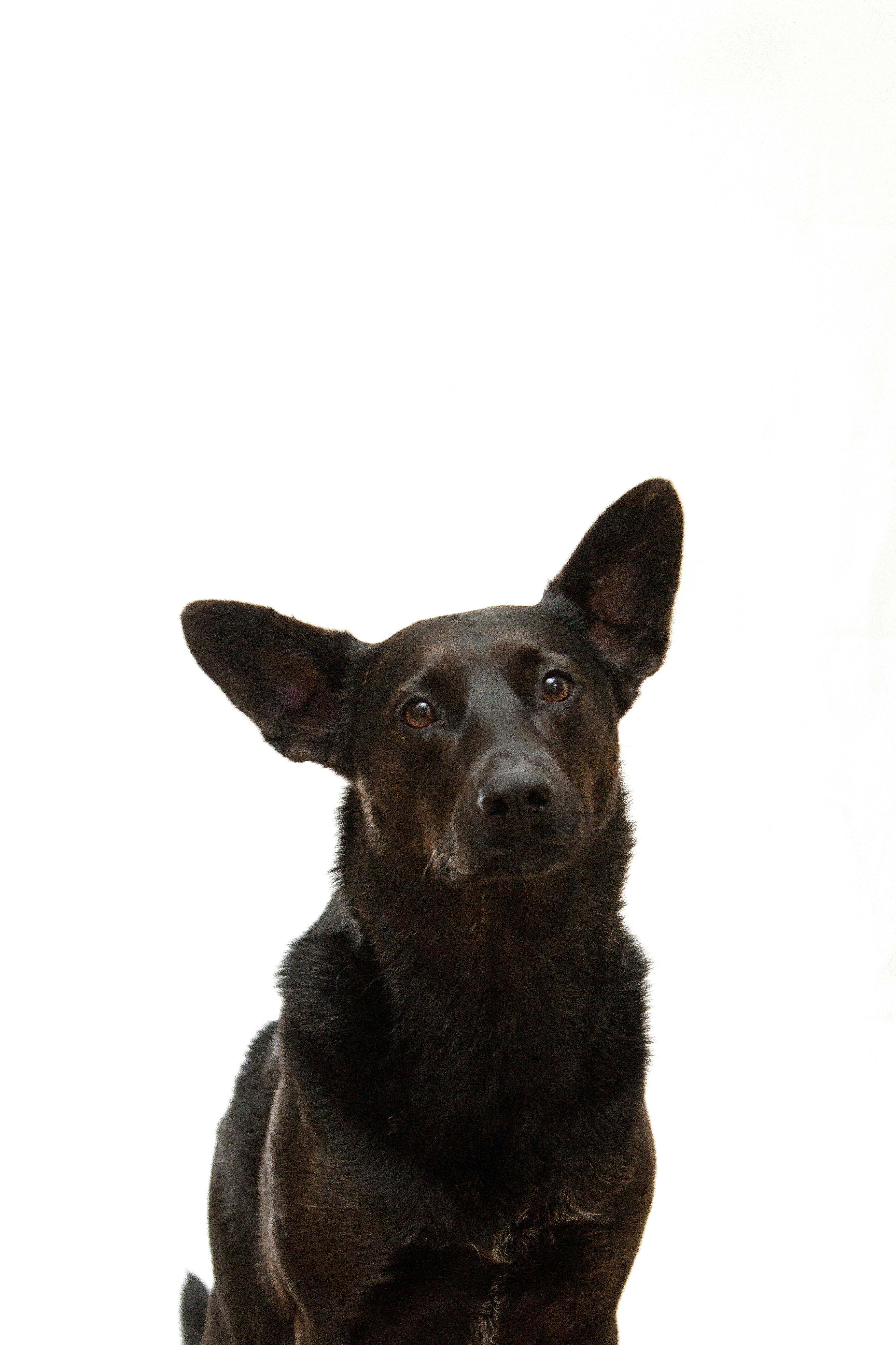 Dog photo: Come When Called from the Backyard