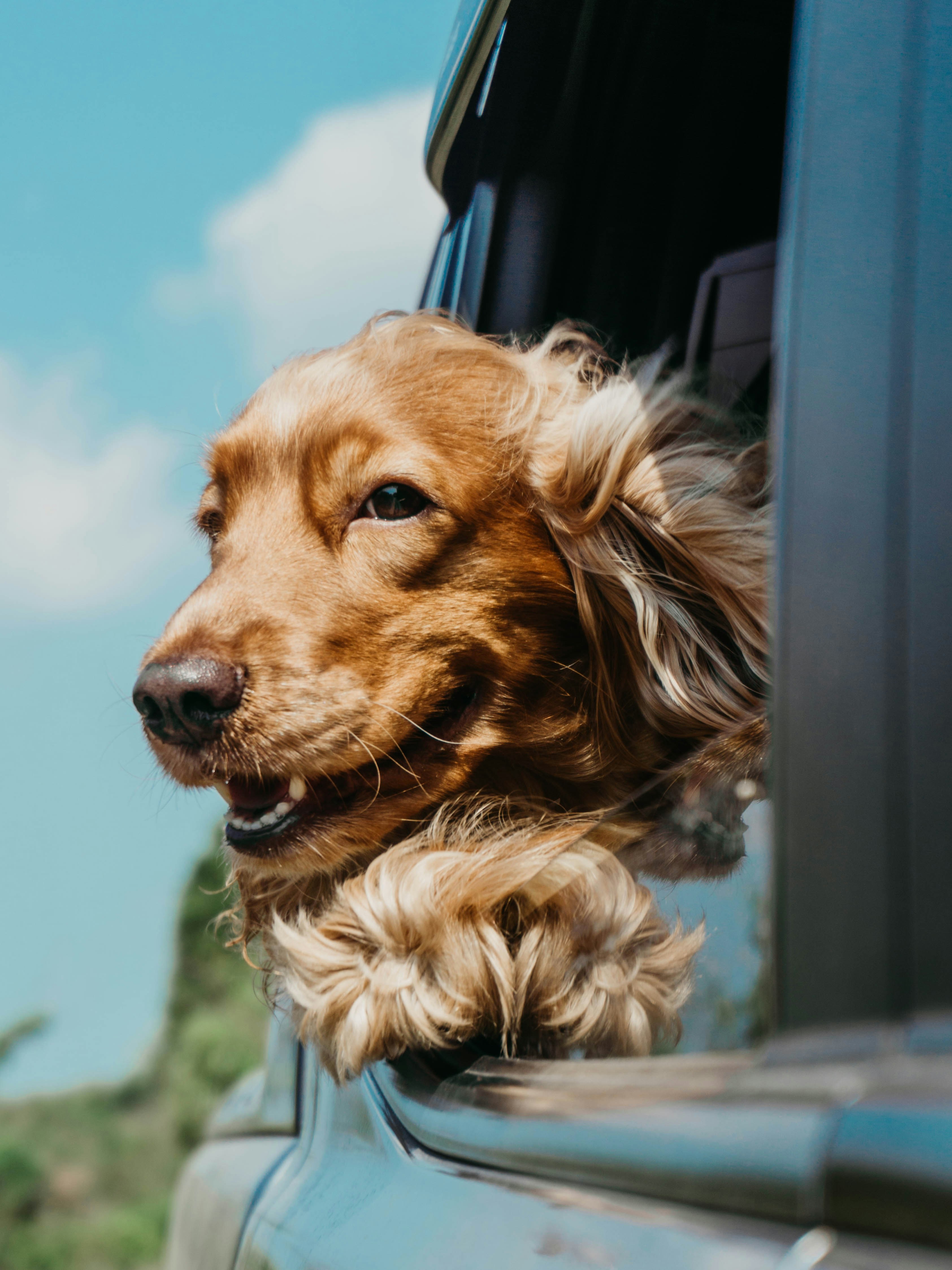 Dog photo: Confidence Building for Shy Dogs