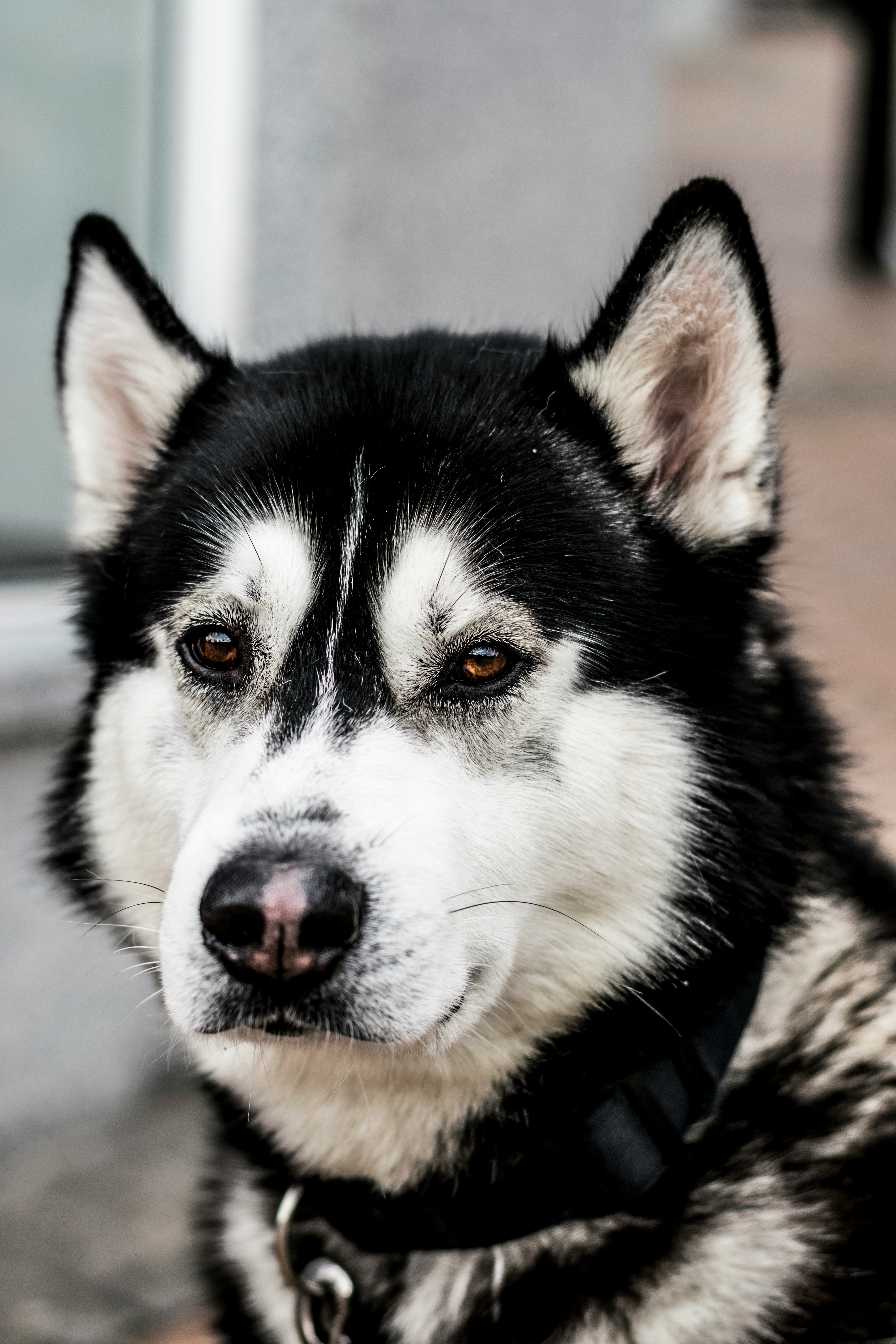 Dog photo: Dental Care Between Vet Cleanings