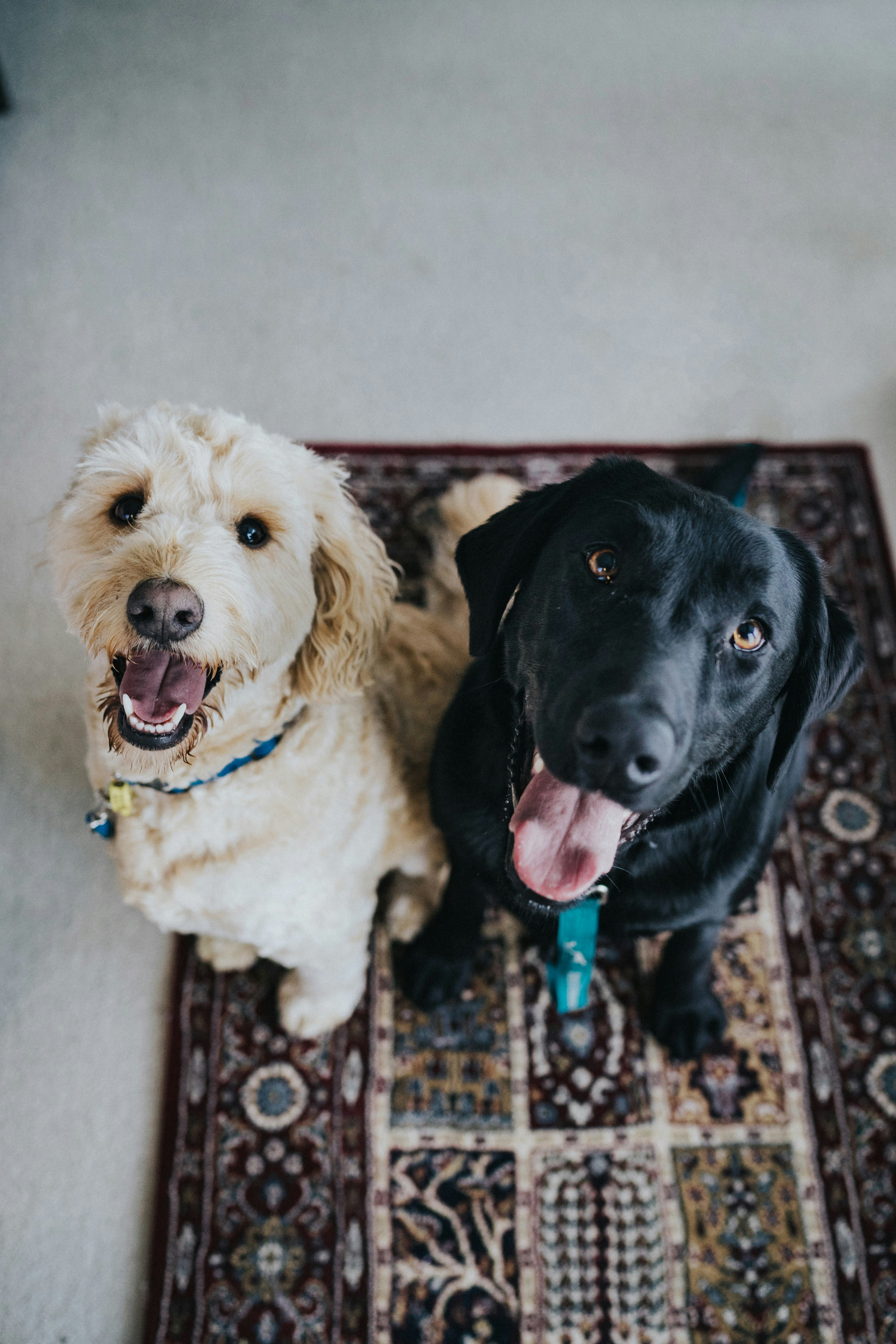 Dog photo: Diarrhea Lasting More Than Two Days
