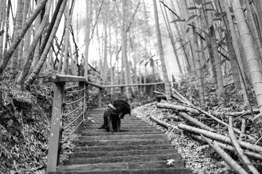 Dog photo: Differential Reinforcement