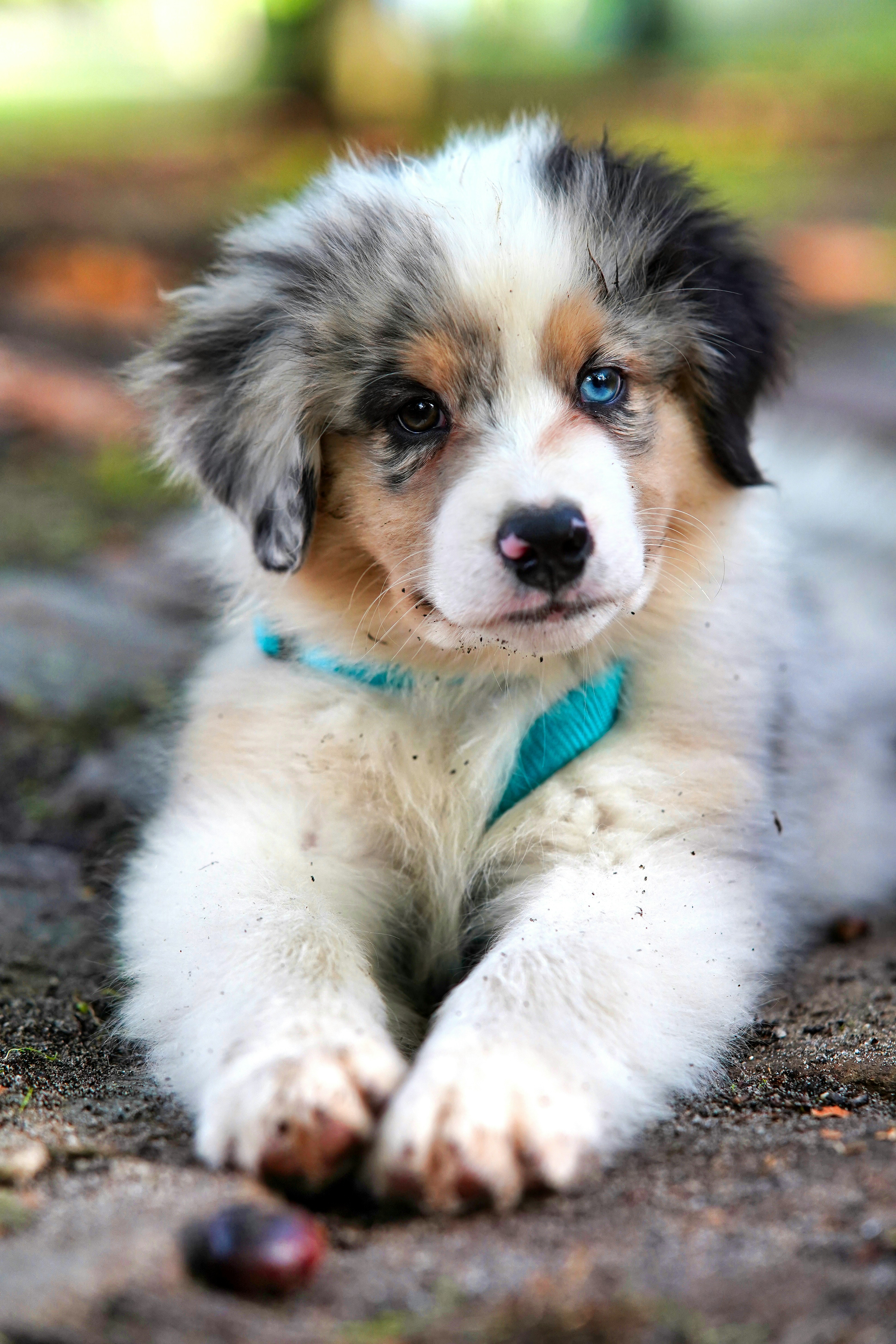 Dog photo: Dog Cameras with Treat Tossing