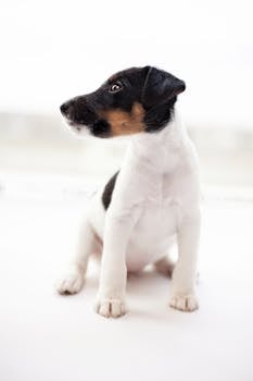 Dog photo: Dog Food for Sensitive Stomachs and Loose Stools