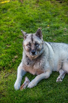 Dog photo: Dog Park Etiquette and Training