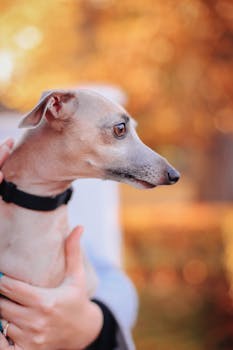 Dog photo: Eggs for Dogs: Cooked, Raw, and Safety Rules