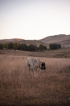 Dog photo: English Mastiff - Complete Breed Guide