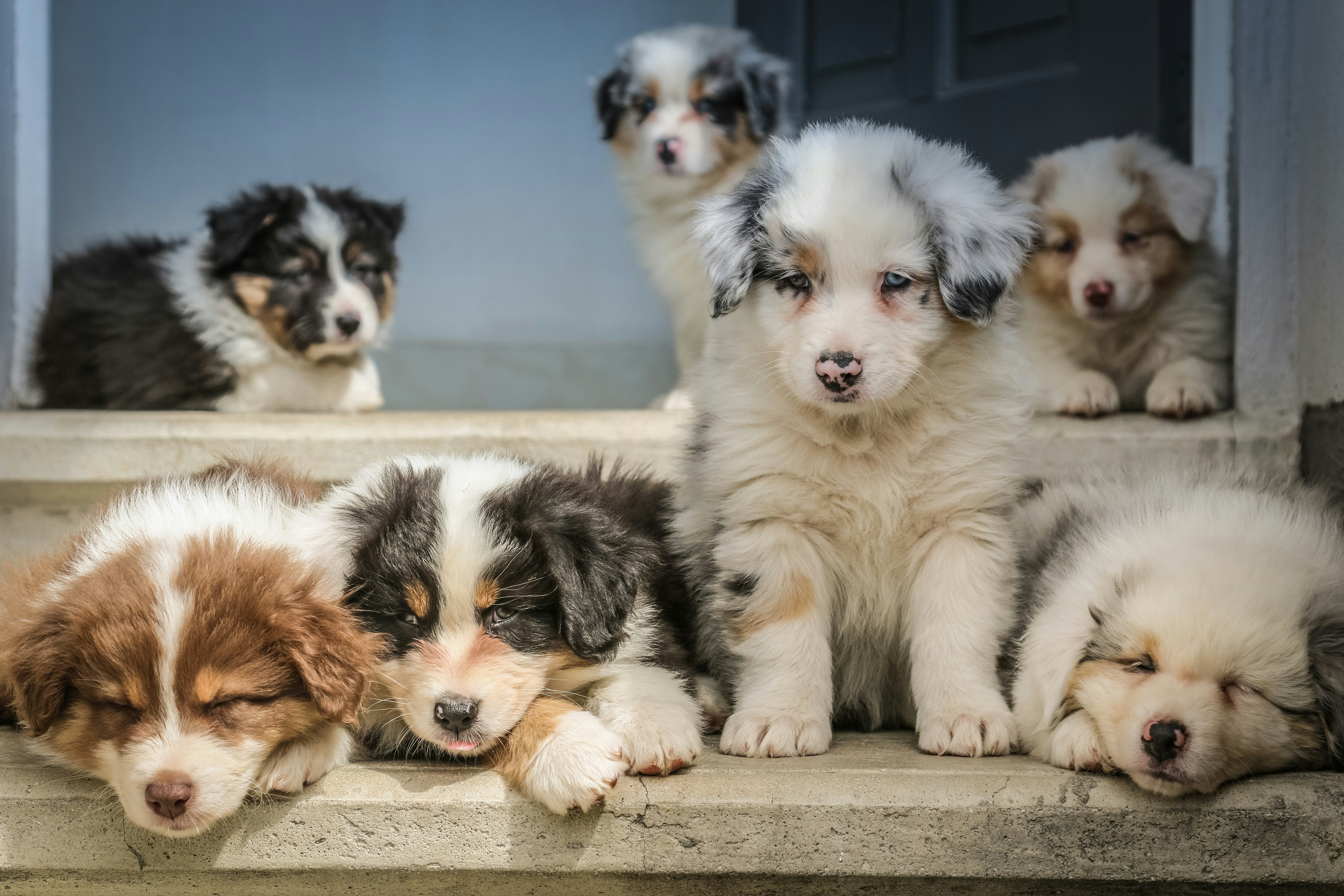 Dog photo: Enzymatic Cleaners for Pet Accidents