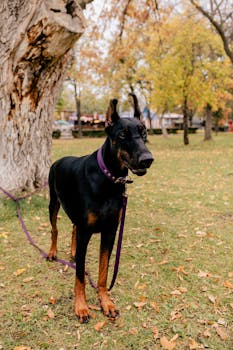 Dog photo: Fetch Training Step by Step
