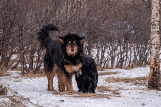 Dog photo: First Aid for Dog Owners