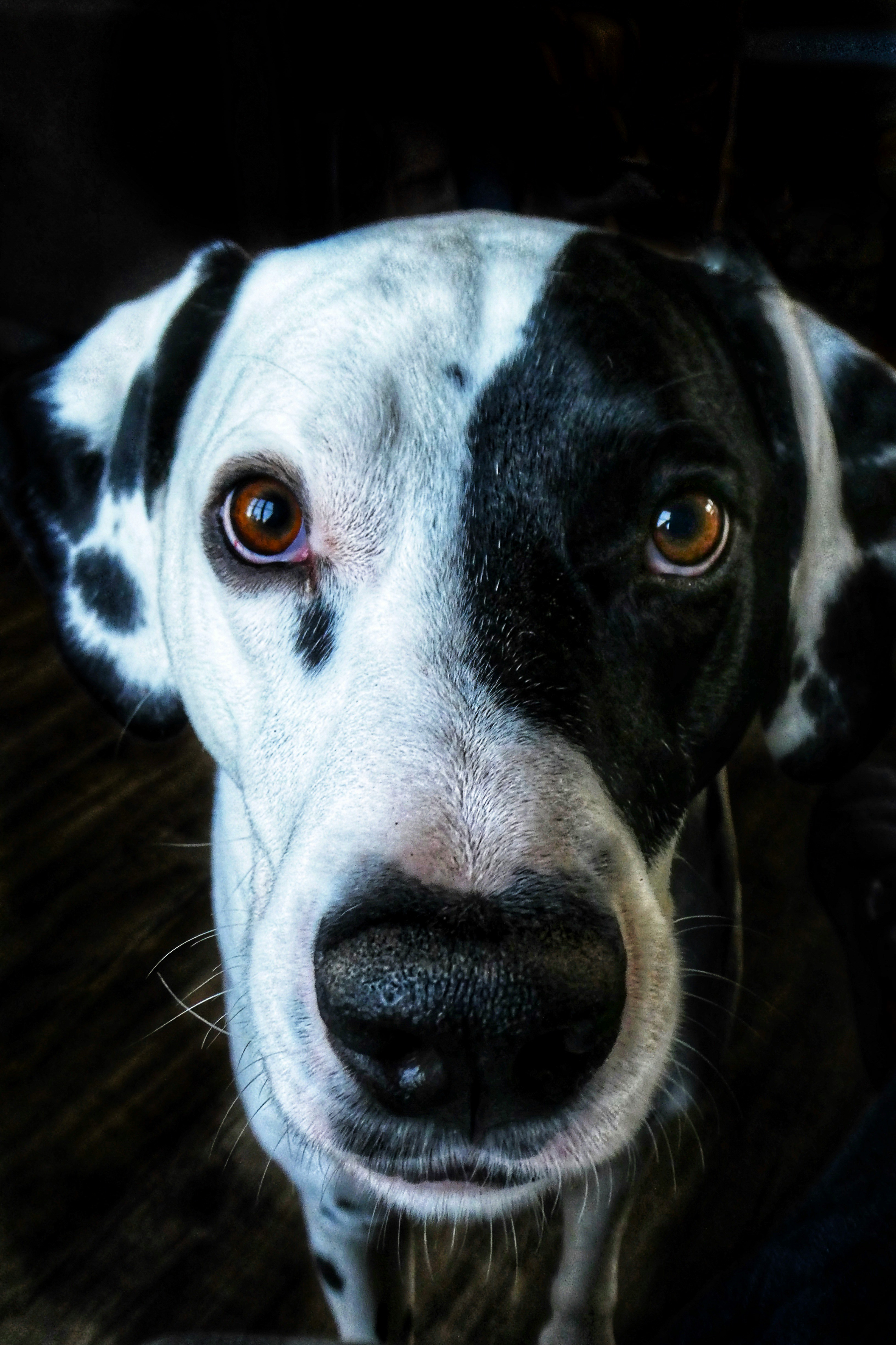 Dog photo: Fixing Leash Reactivity on Walks