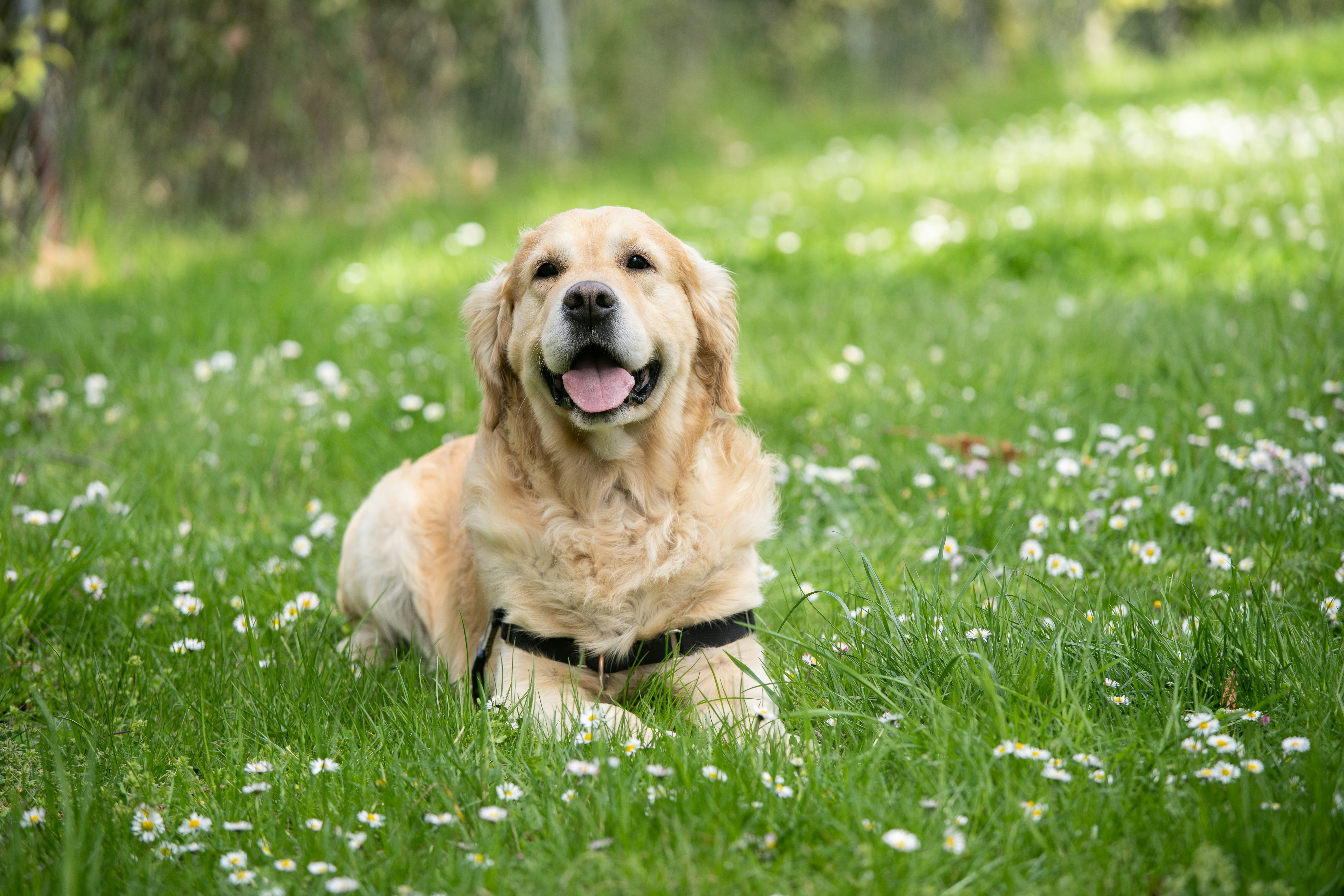 Dog photo: Fixing Leash Reactivity on Walks
