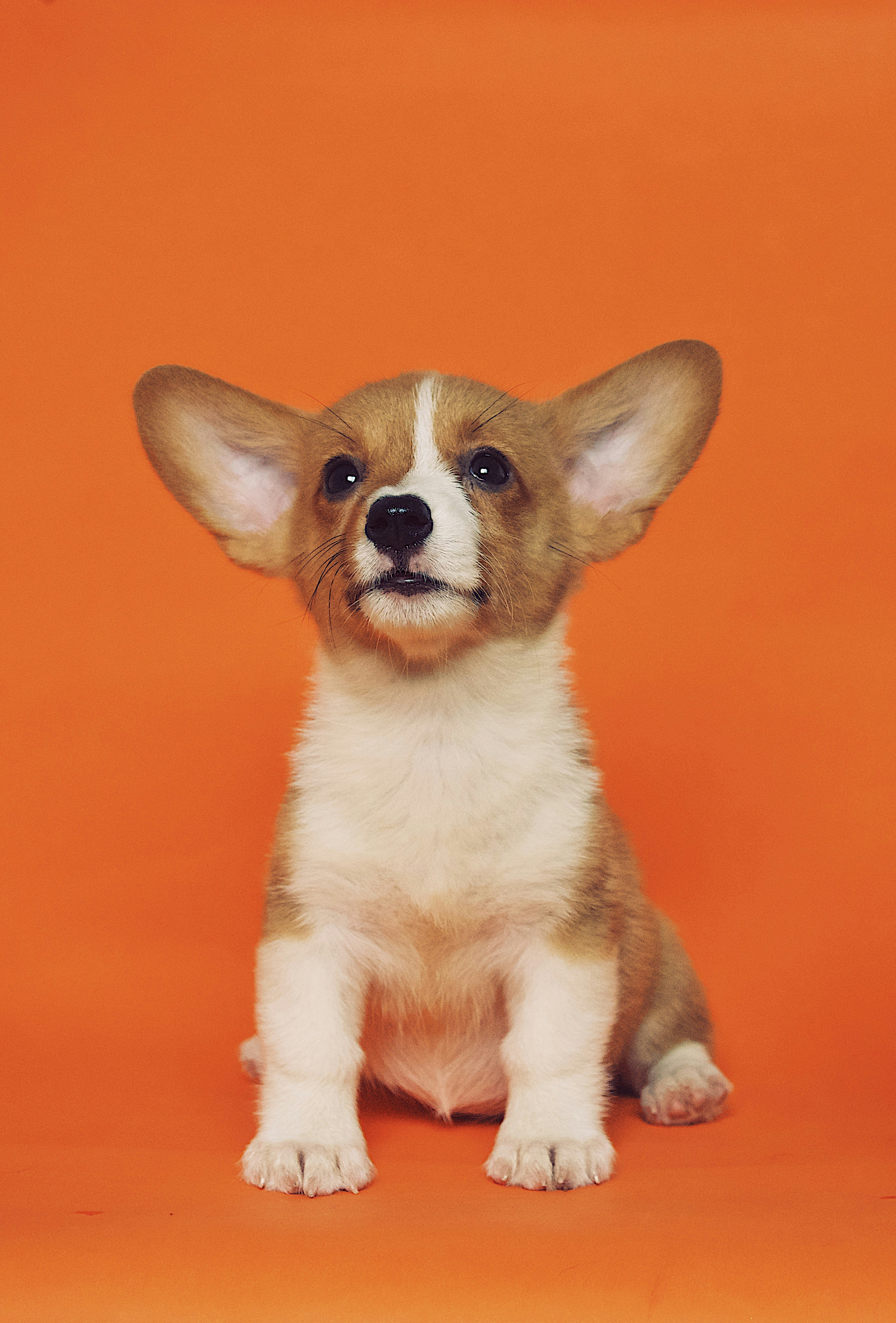 Dog photo: Flea and Tick Prevention Year-Round