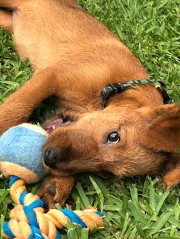 Dog photo: Foster Puppy Care