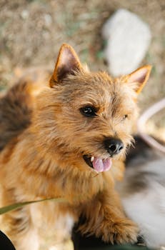 Dog photo: Glucosamine in Dog Food for Joint Support