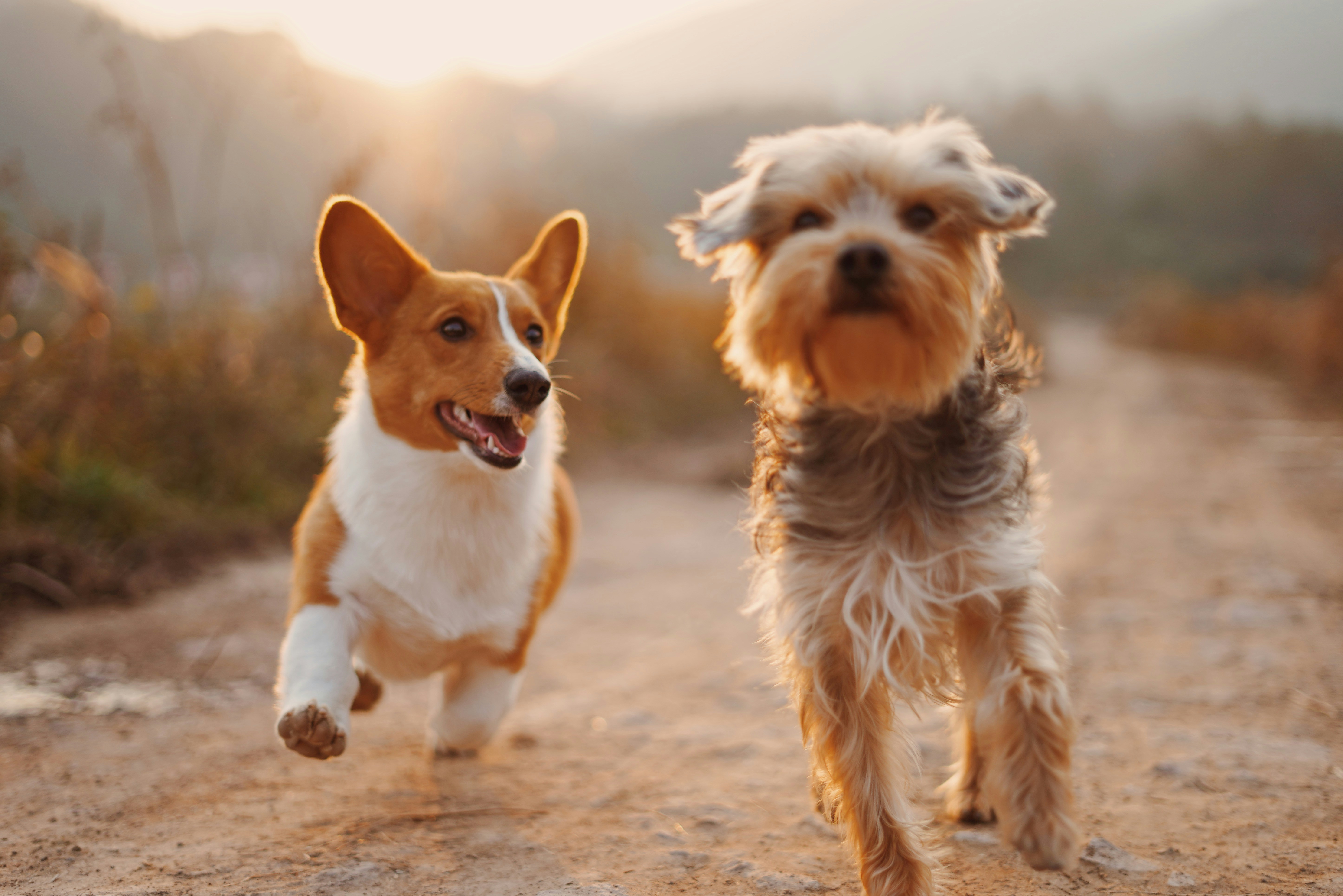 Dog photo: Heartworm Prevention Basics