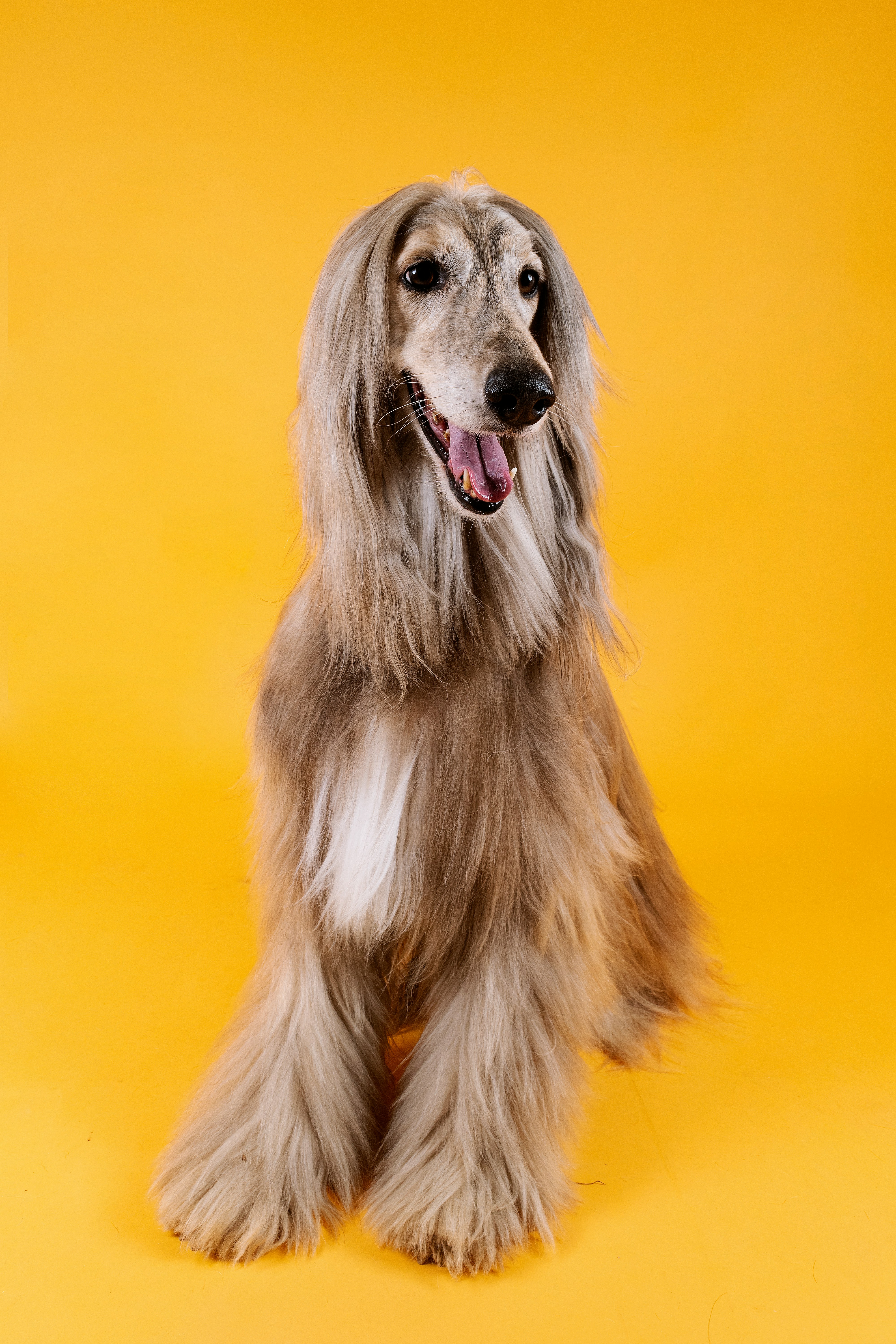 Dog photo: Heatstroke Prevention on Walks
