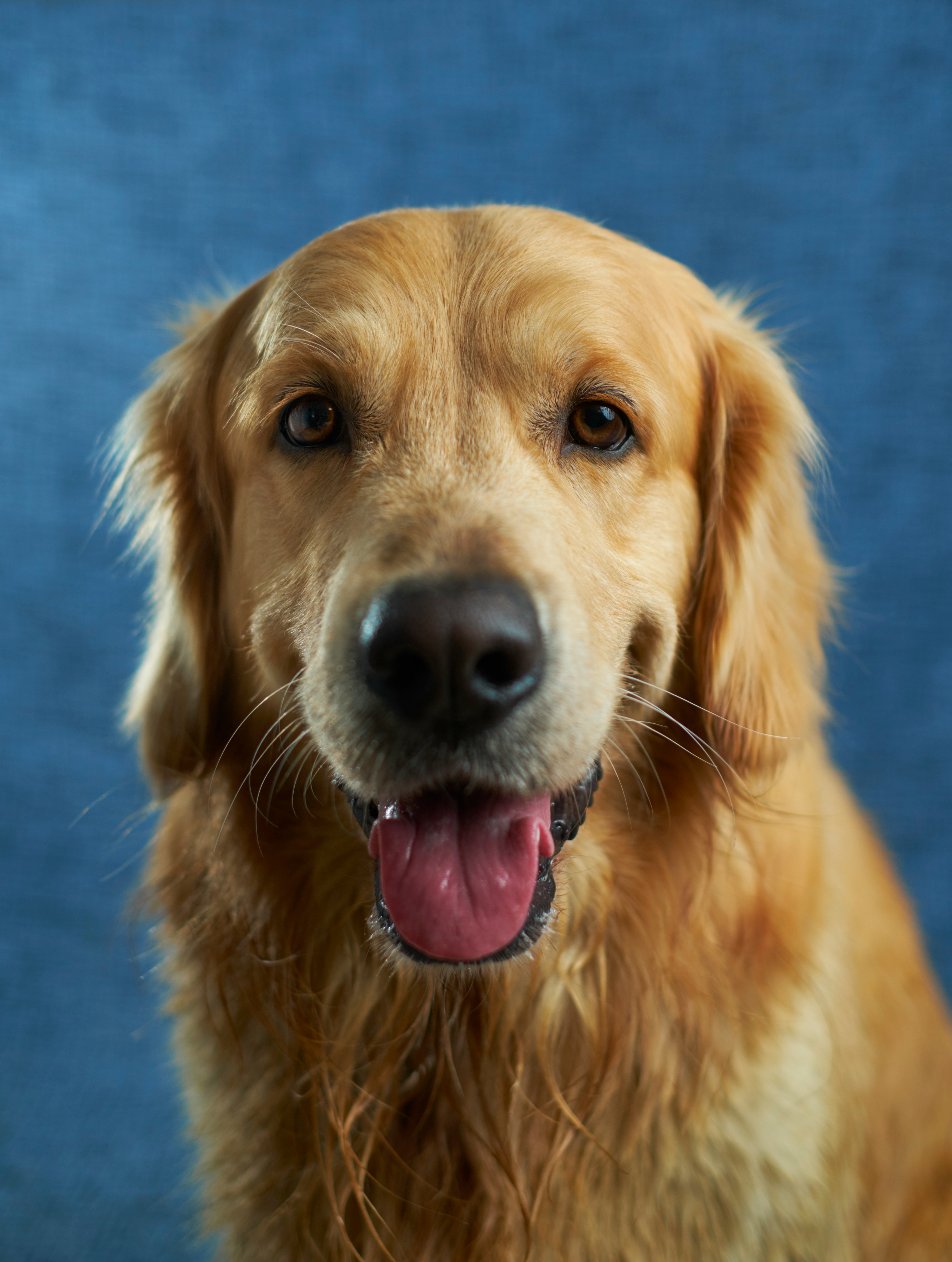 Dog photo: Heatstroke Prevention on Walks