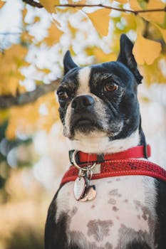 Dog photo: House Training Puppies