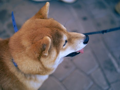 Dog photo: Hypothyroidism in Dogs