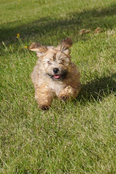 Dog photo: Inflammatory Bowel Disease in Dogs
