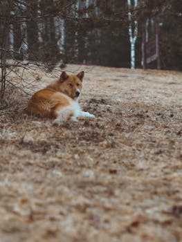 Dog photo: Icelandic Sheepdog - Complete Breed Guide