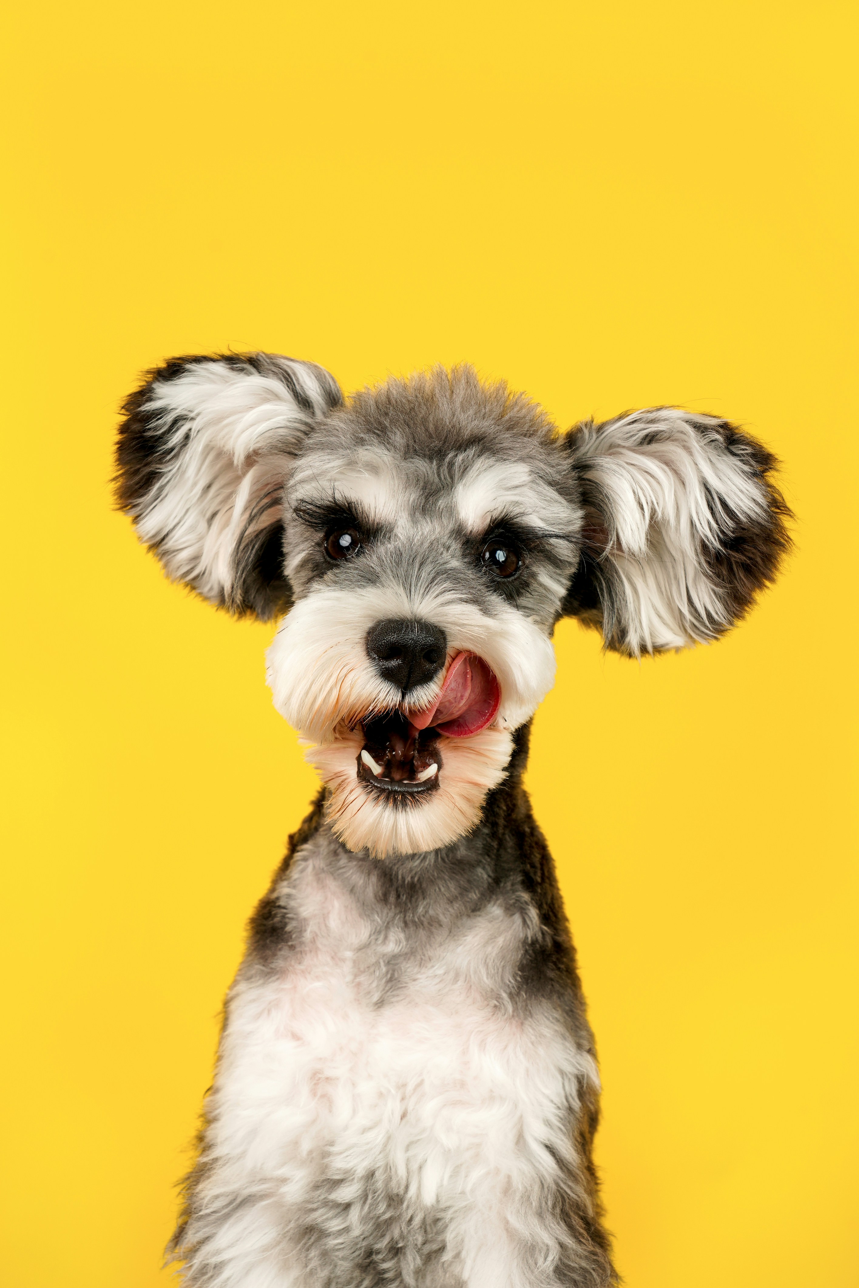 Dog photo: Independent Breeds for Busy Owners