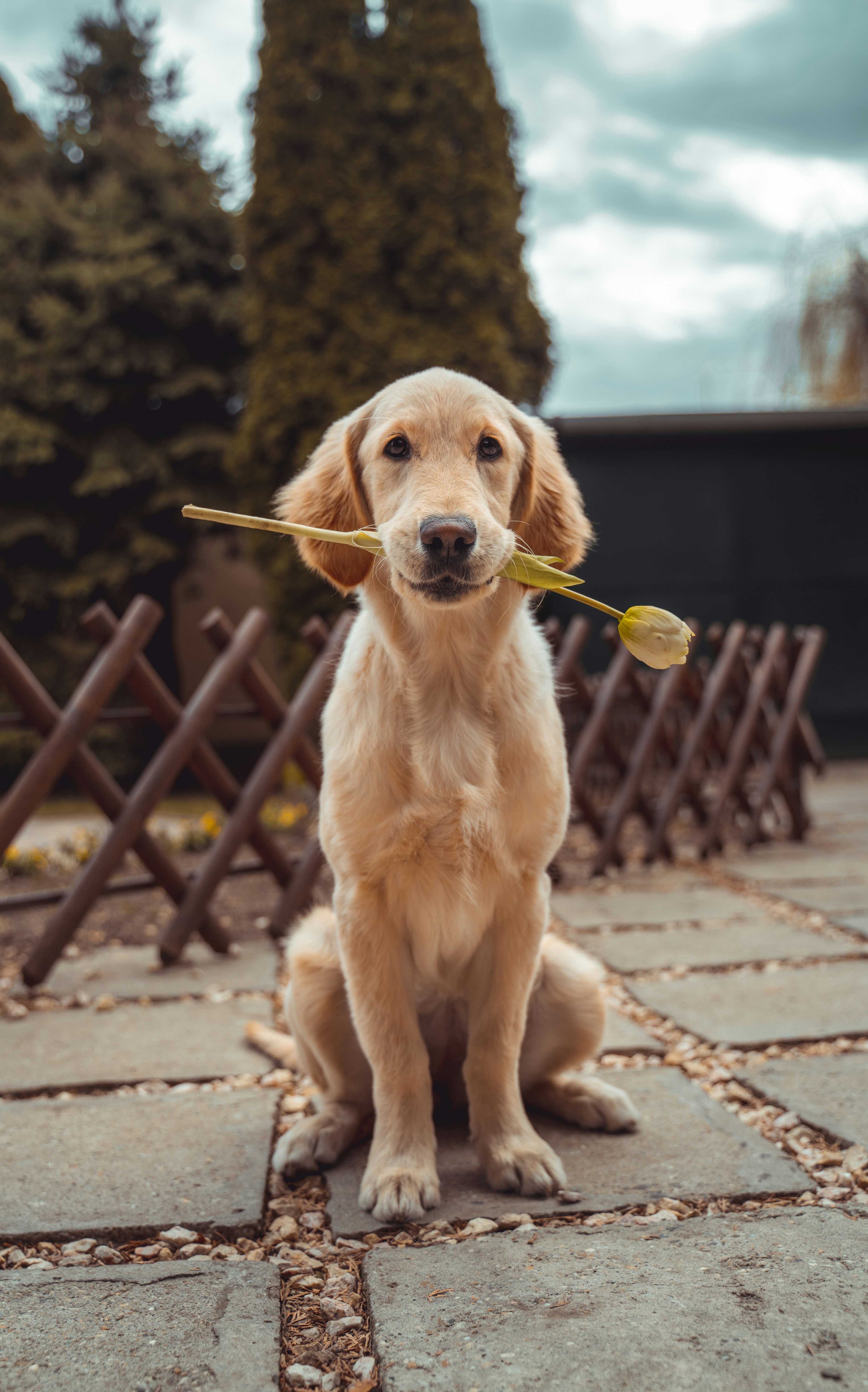 Dog photo: Interactive Puzzle Toys Ranked by Difficulty