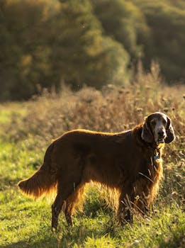 Dog photo: Irish Setter - Complete Breed Guide
