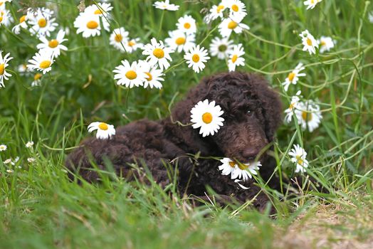Dog photo: Irish Water Spaniel - Complete Breed Guide