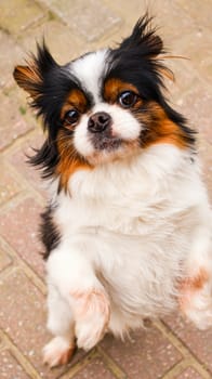 Dog photo: Jaundice in Dogs